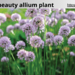 summer beauty allium plant