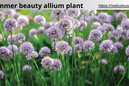 summer beauty allium plant