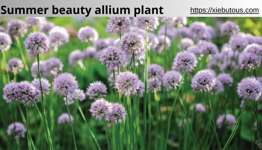 summer beauty allium plant